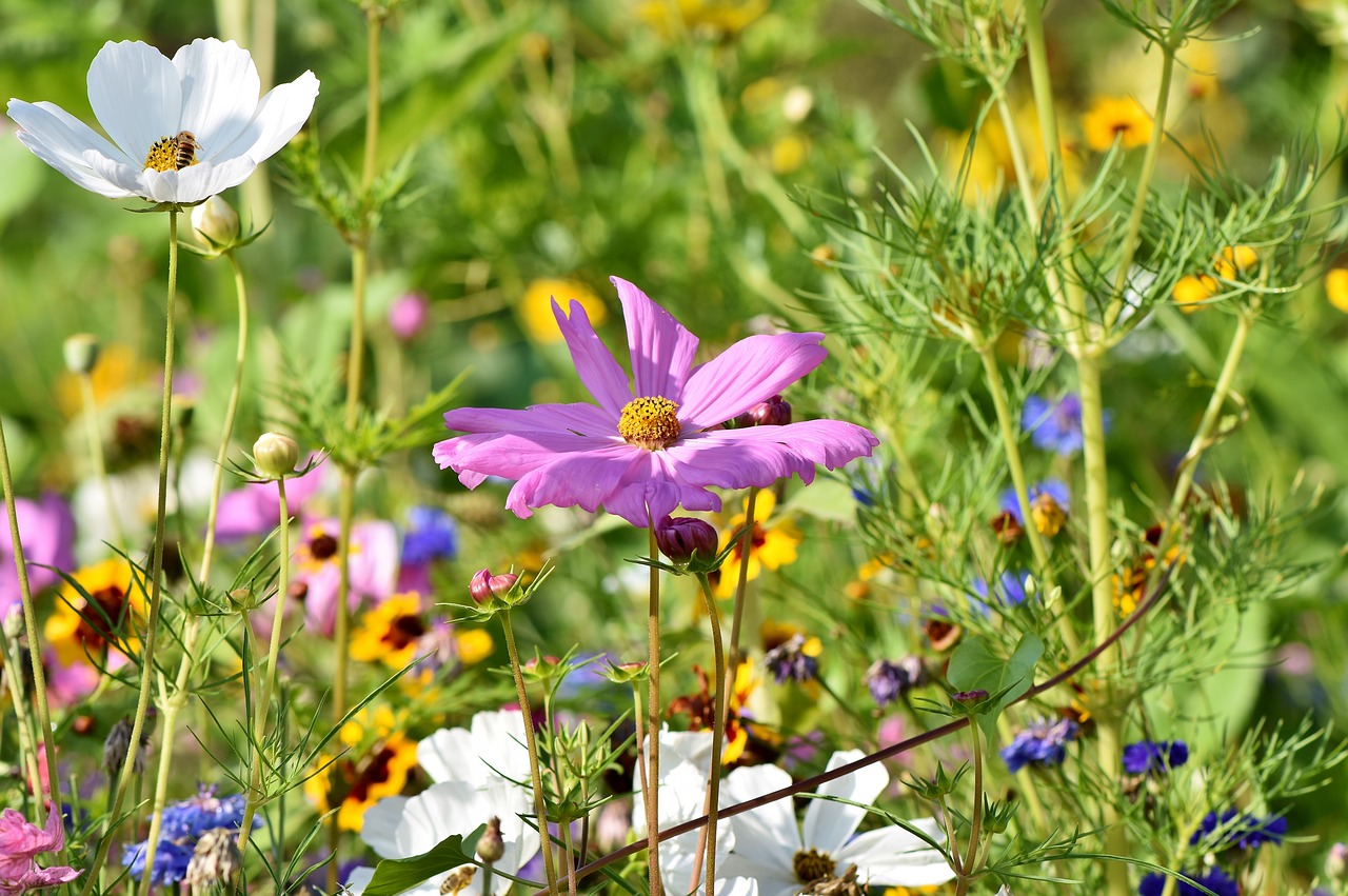 The Best Trails for Wildflower Viewing in Yosemite